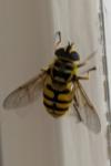 Myathropa florea