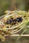 Syritta pipiens