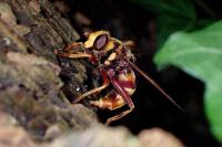 Milesia crabroniformis