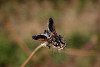 Trichopoda pictipennis