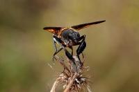 Trichopoda pictipennis