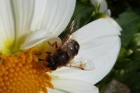 Eristalis tenax