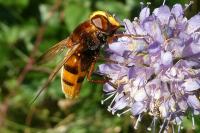 Volucella zonaria