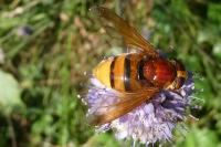 Volucella zonaria
