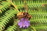 Milesia crabroniformis