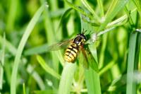 Chrysotoxum