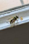 Myathropa florea