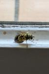 Myathropa florea