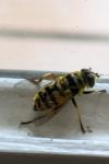 Myathropa florea