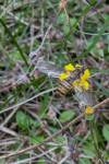 Episyrphus balteatus