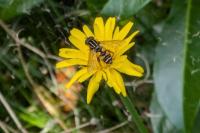 Helophilus pendulus