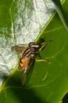 Helophilus pendulus
