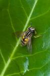 Helophilus pendulus