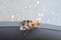 Trypetoptera punctulata