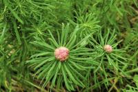 Spurgia euphorbiae