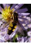 Helophilus trivittatus