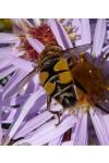 Helophilus trivittatus