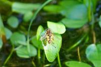 Helophilus pendulus
