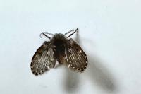 Clogmia albipunctata