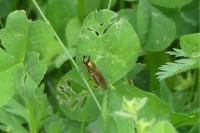 Chloromyia formosa