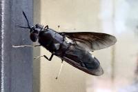 Hermetia illucens