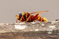 Milesia crabroniformis