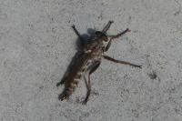 Tolmerus atricapillus