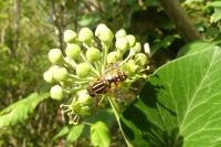 Helophilus pendulus
