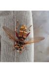 Milesia crabroniformis