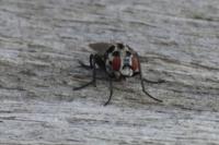 Sarcophaga carnaria