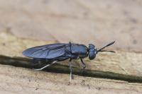 Hermetia illucens