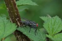Sarcophaga carnaria