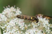 Sphaerophoria