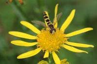 Sphaerophoria