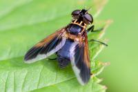 Trichopoda pictipennis