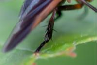 Trichopoda pictipennis
