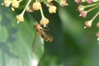 Episyrphus balteatus