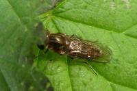 Episyrphus balteatus