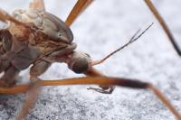 Dictenidia bimaculata