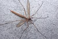 Dictenidia bimaculata