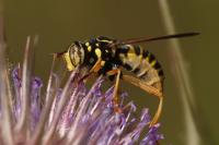 Spilomyia saltuum