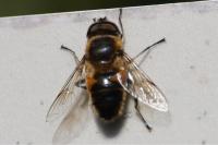 Eristalis tenax