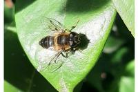 Eristalis pertinax