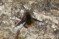 Bombylius major