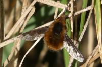 Bombylius major