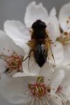 Eristalis tenax