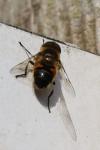 Eristalis pertinax