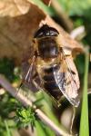 Eristalis pertinax