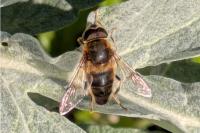 Eristalis pertinax