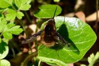 Bombylius major